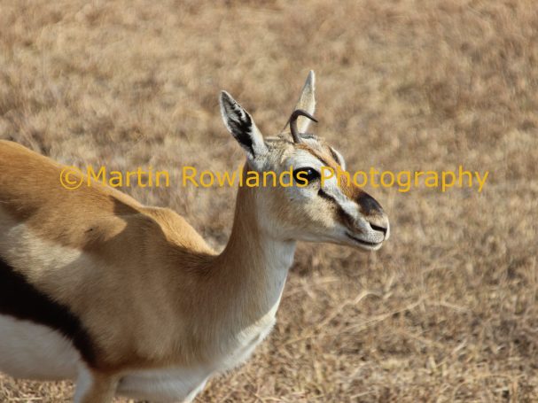 Thomson's Gazelle or Unicorn? - Tanzania