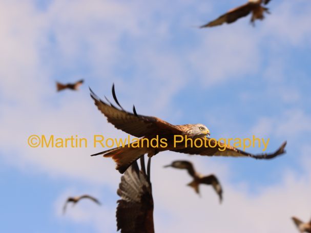 Red Kite 3 - Gigrin Farm