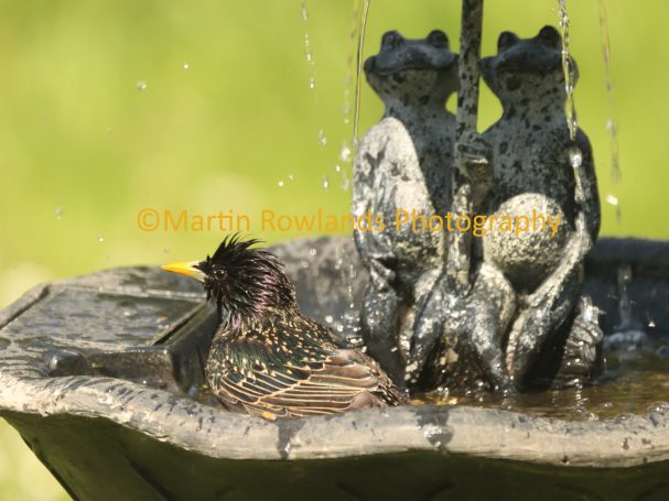 Starling - A Cooling Shower 1