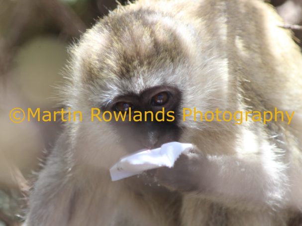 Vervet Monkey eating Sugar - Tanzania