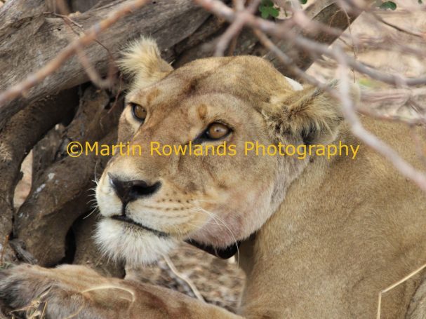 Here's Mum! - Tanzania