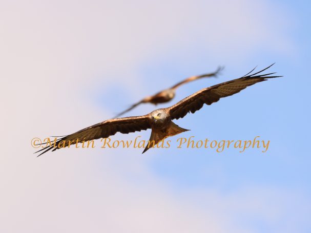 Red Kite 2 - Gigrin Farm
