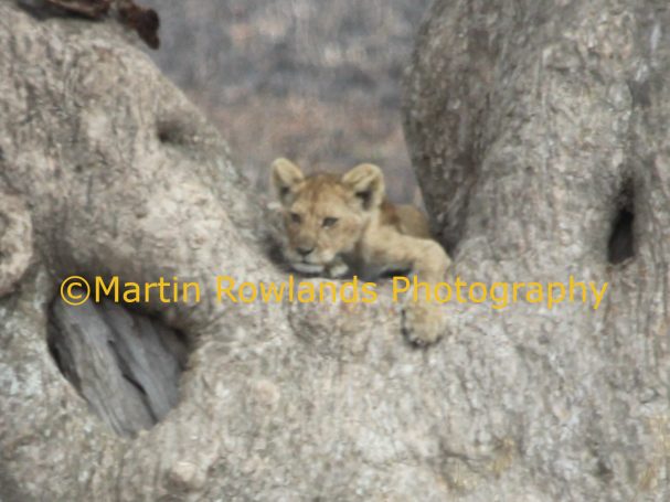 Where's Mum? - Tanzania