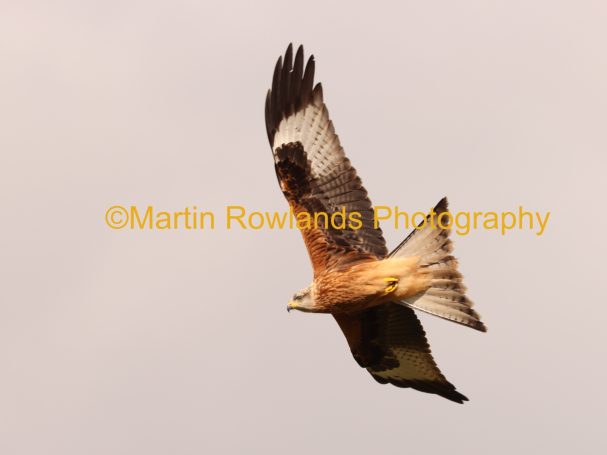 Red Kite - Cruising - Gigrin Farm