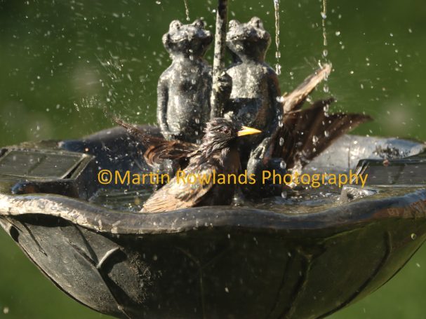 Starlings - Bathtime 1