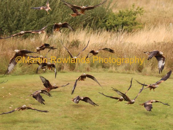 Red Kite - Feeding Frenzy - Gigrin Farm