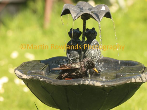 Starling - A Cooling Shower 2
