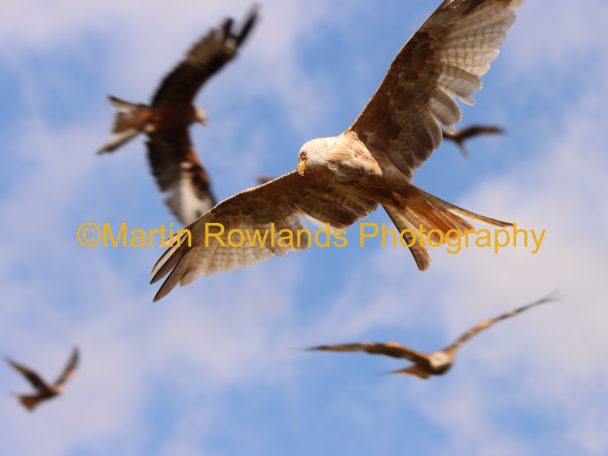 Leucistic Red Kite 1 - Gigrin Farm