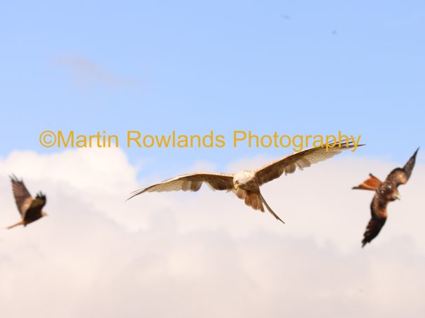 Leucistic Red Kite 2 - Gigrin Farm