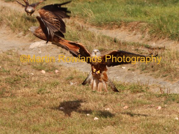 Red Kite - Take Off